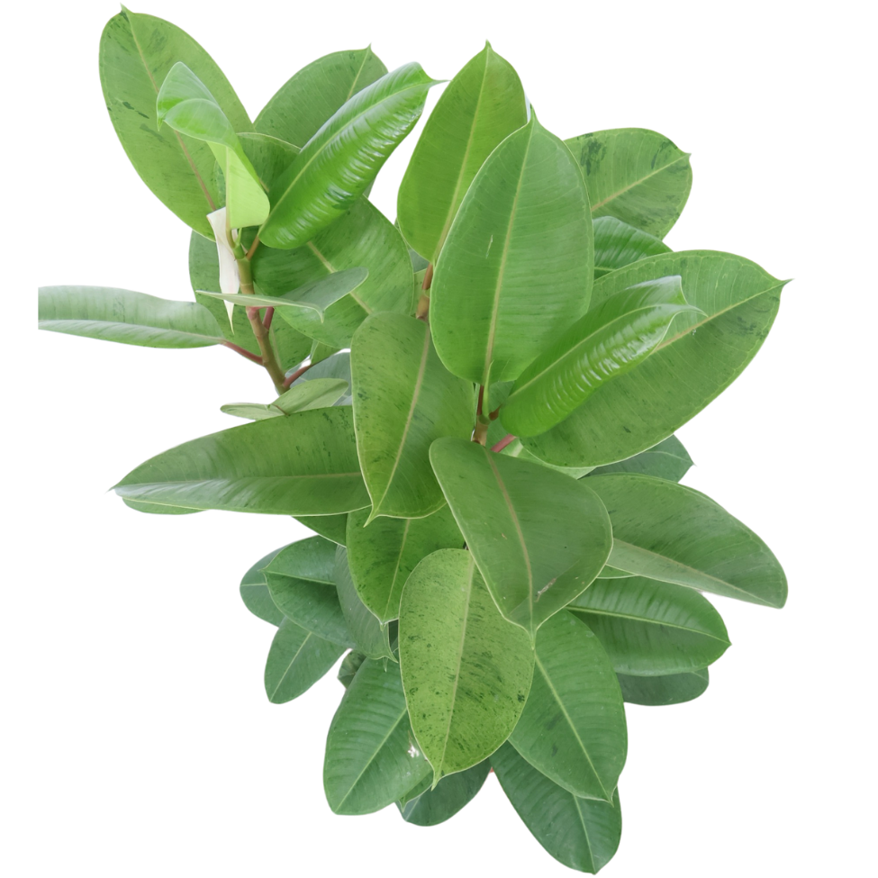 Ficus Elastica Shivereana