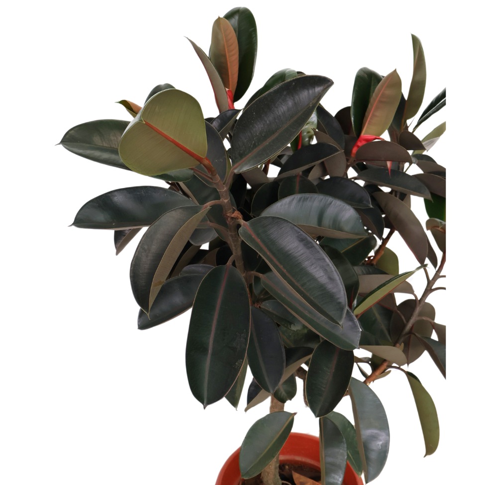 Ficus Elastica (Rubber Plant)