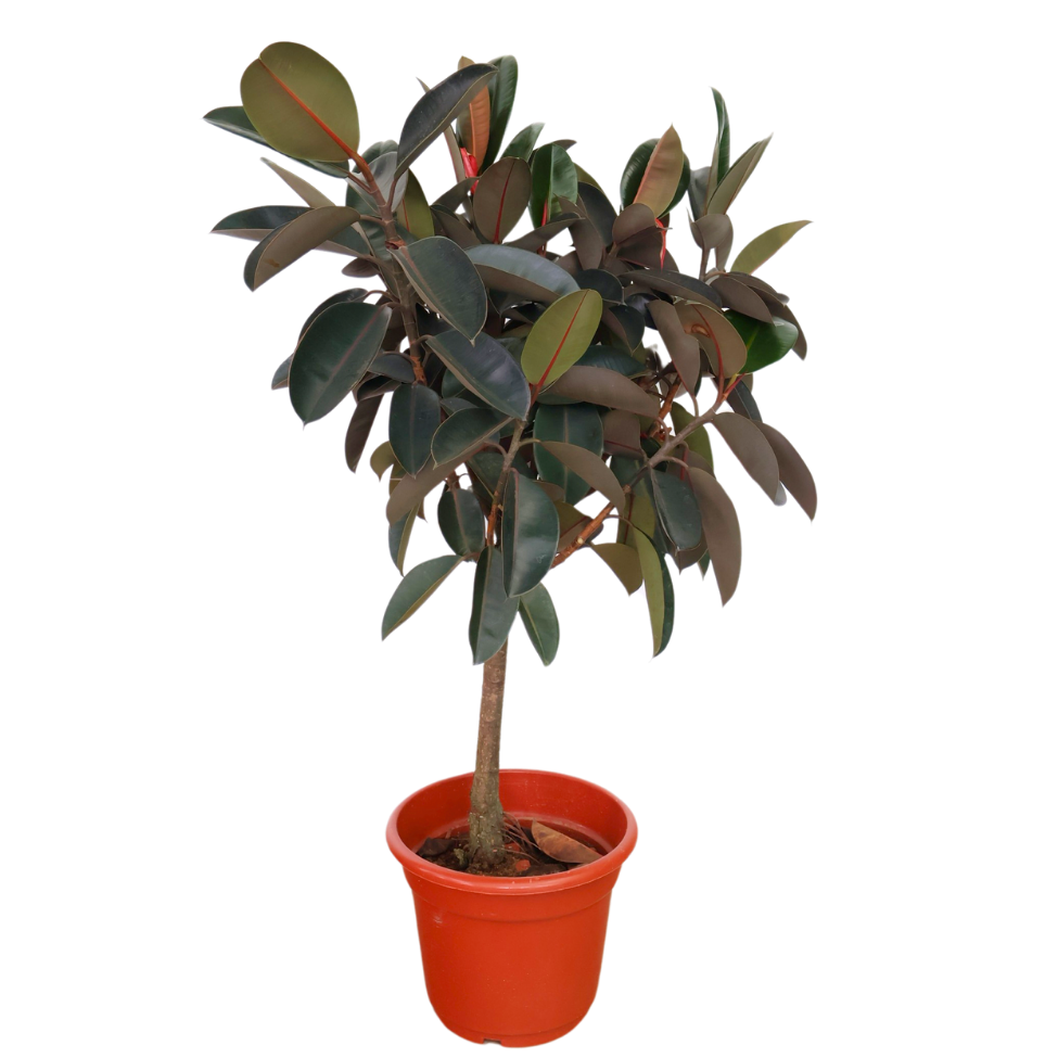 Ficus Elastica (Rubber Plant)