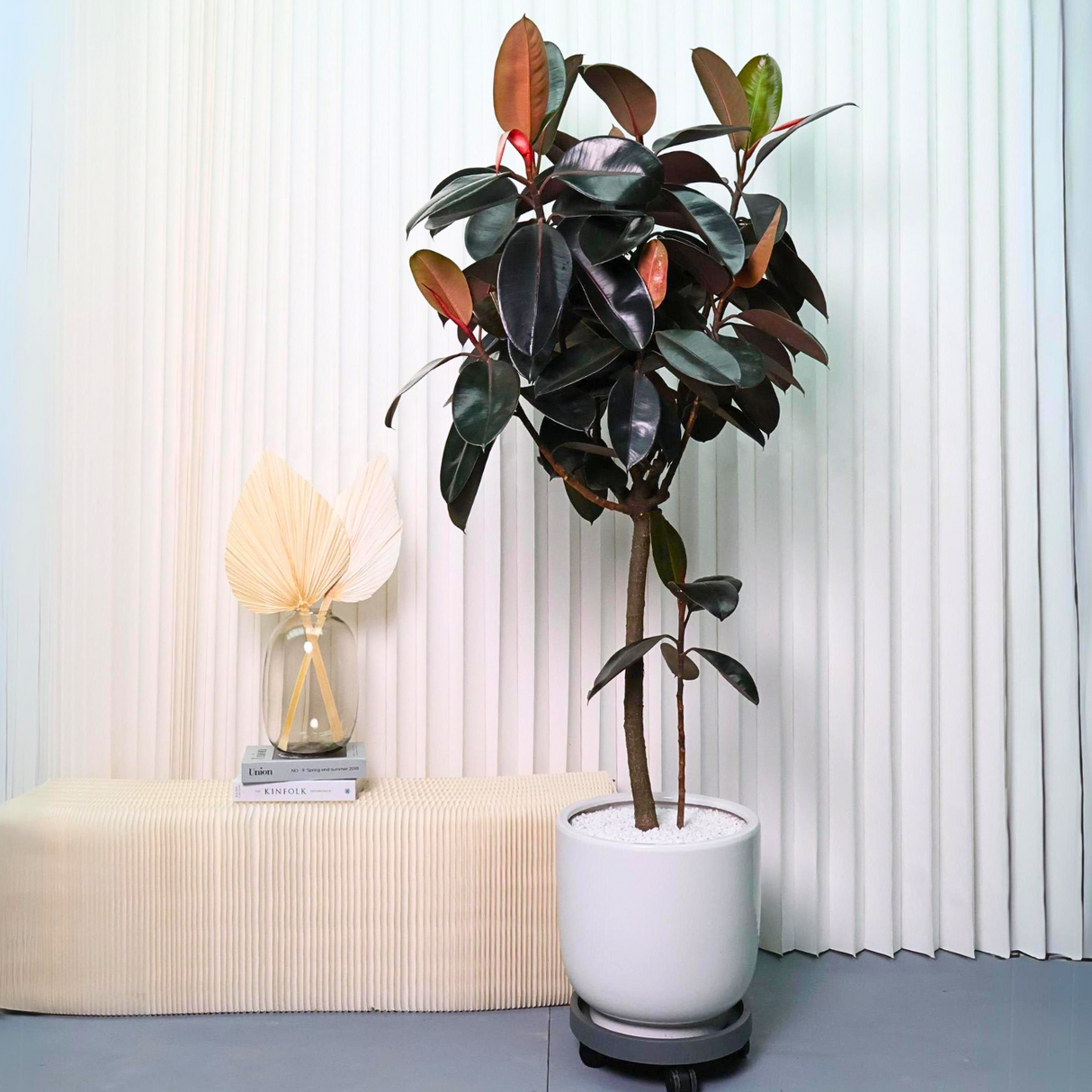 Ficus Elastica (Rubber Plant) in Ceramic Pot (1.4m)