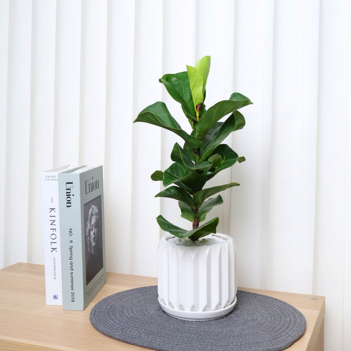 Ficus Lyrata in Ceramic Pot