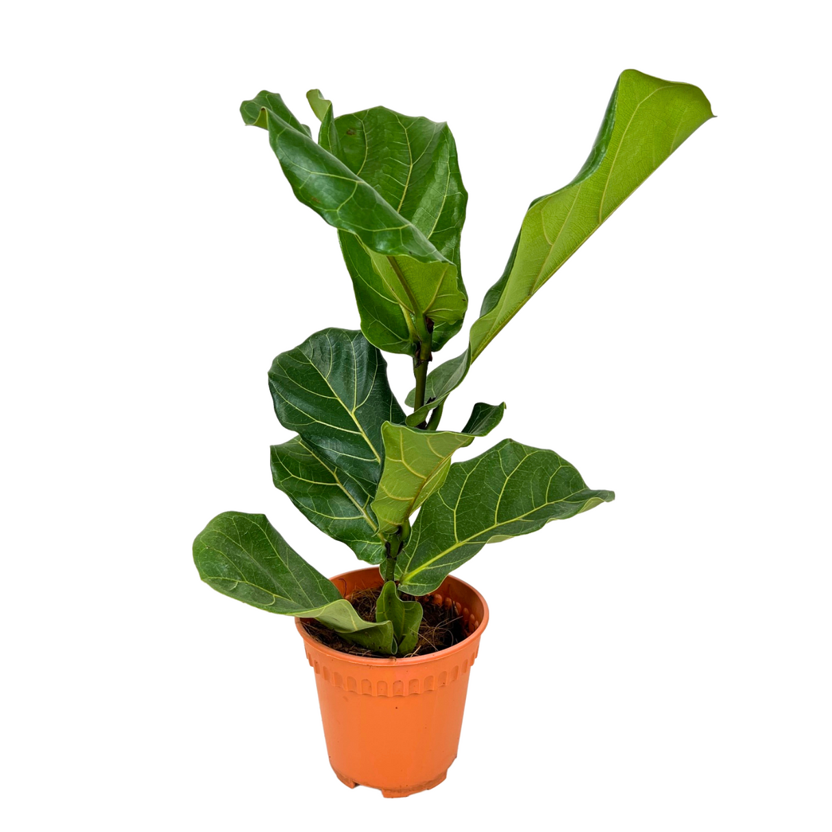 Ficus Lyrata Plant (15cm Pot)