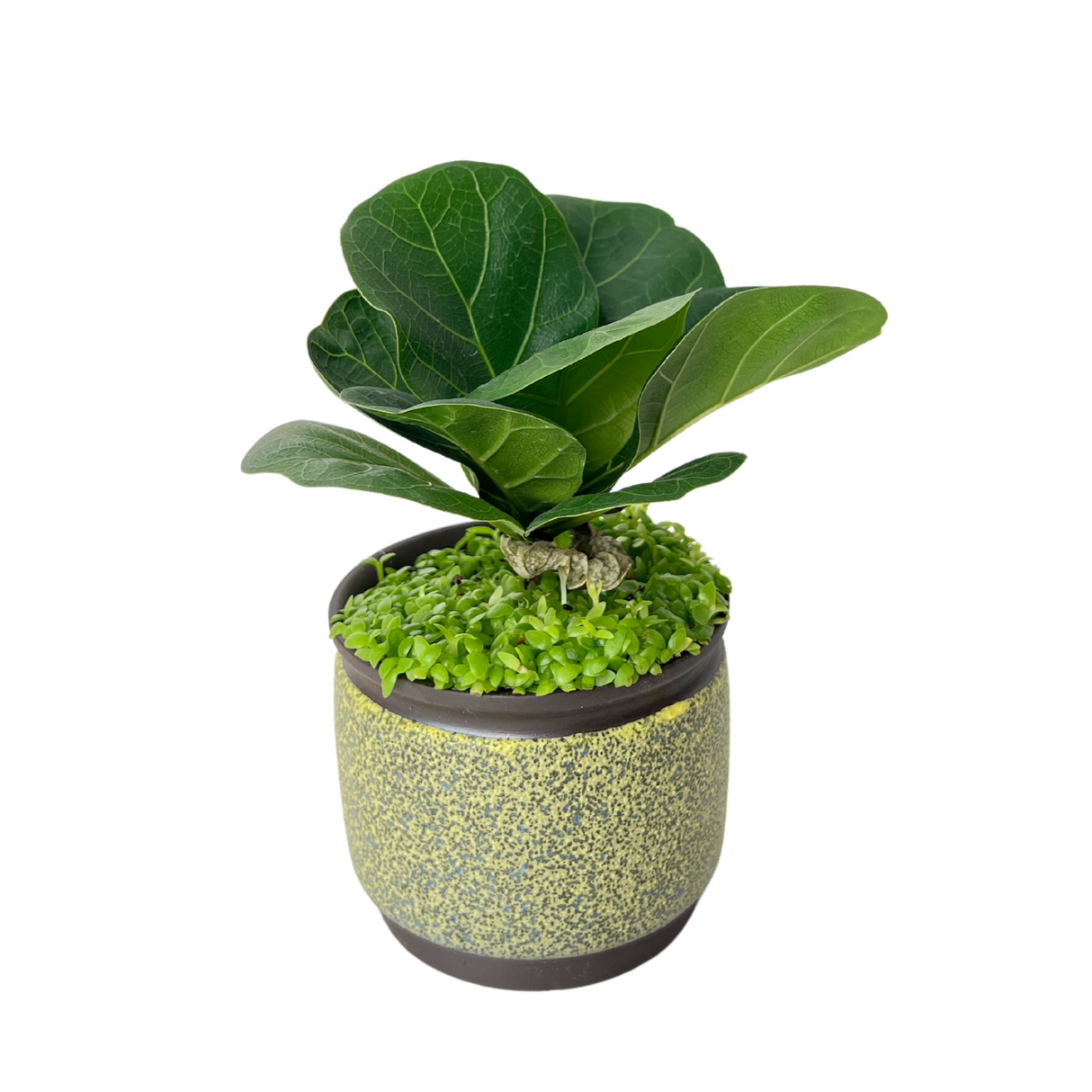 Ficus Lyrata Plant with Dragon Fruit Seed