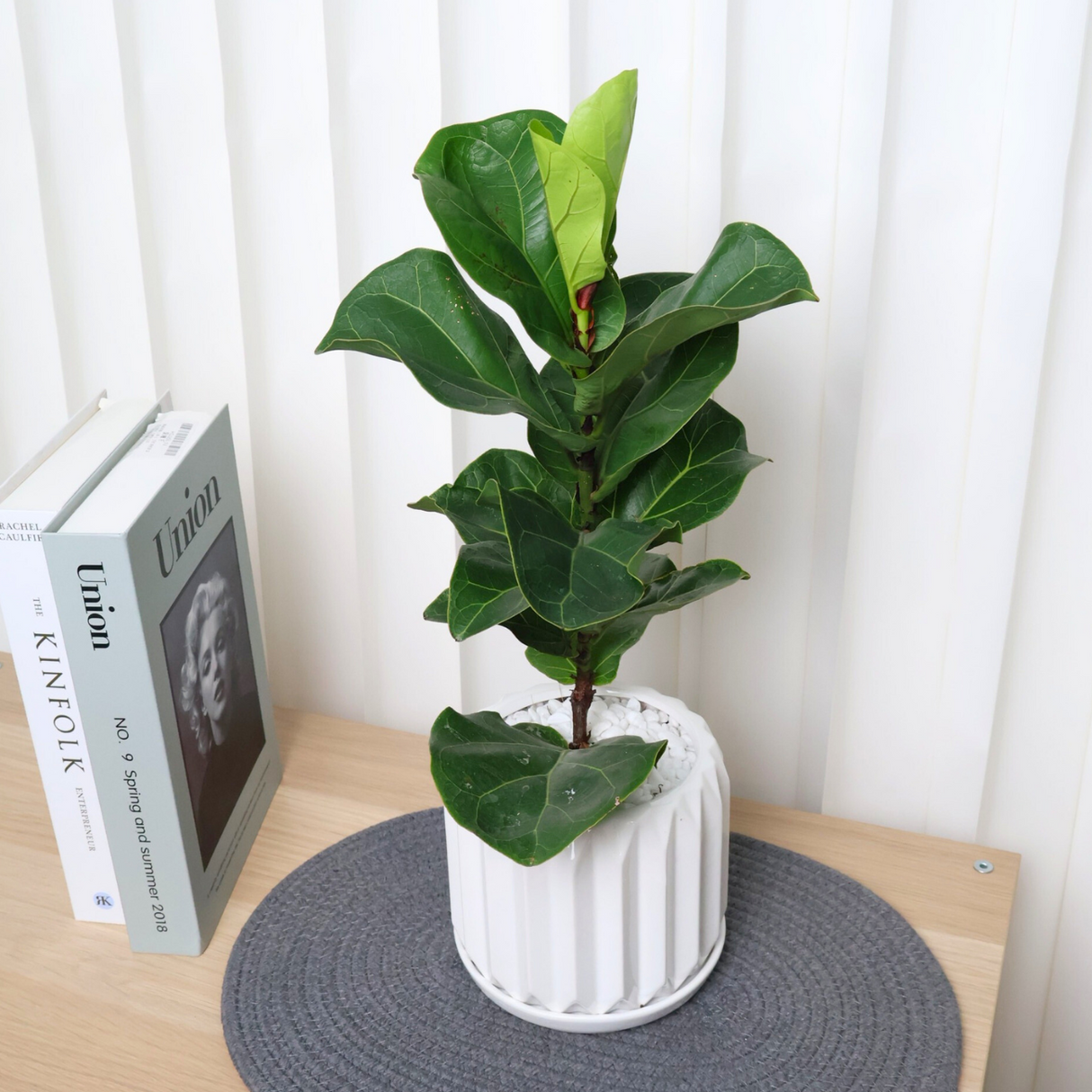 Ficus Lyrata in Ceramic Pot