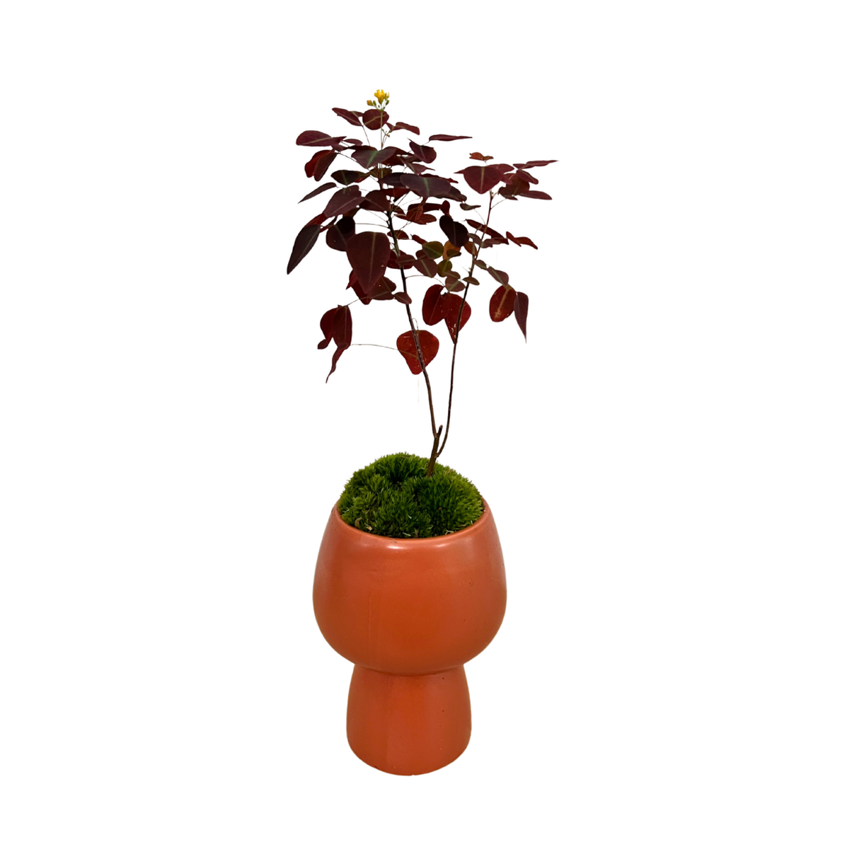 Fire Fern Oxalis Hedysaroides in Orange Ceramic Pot