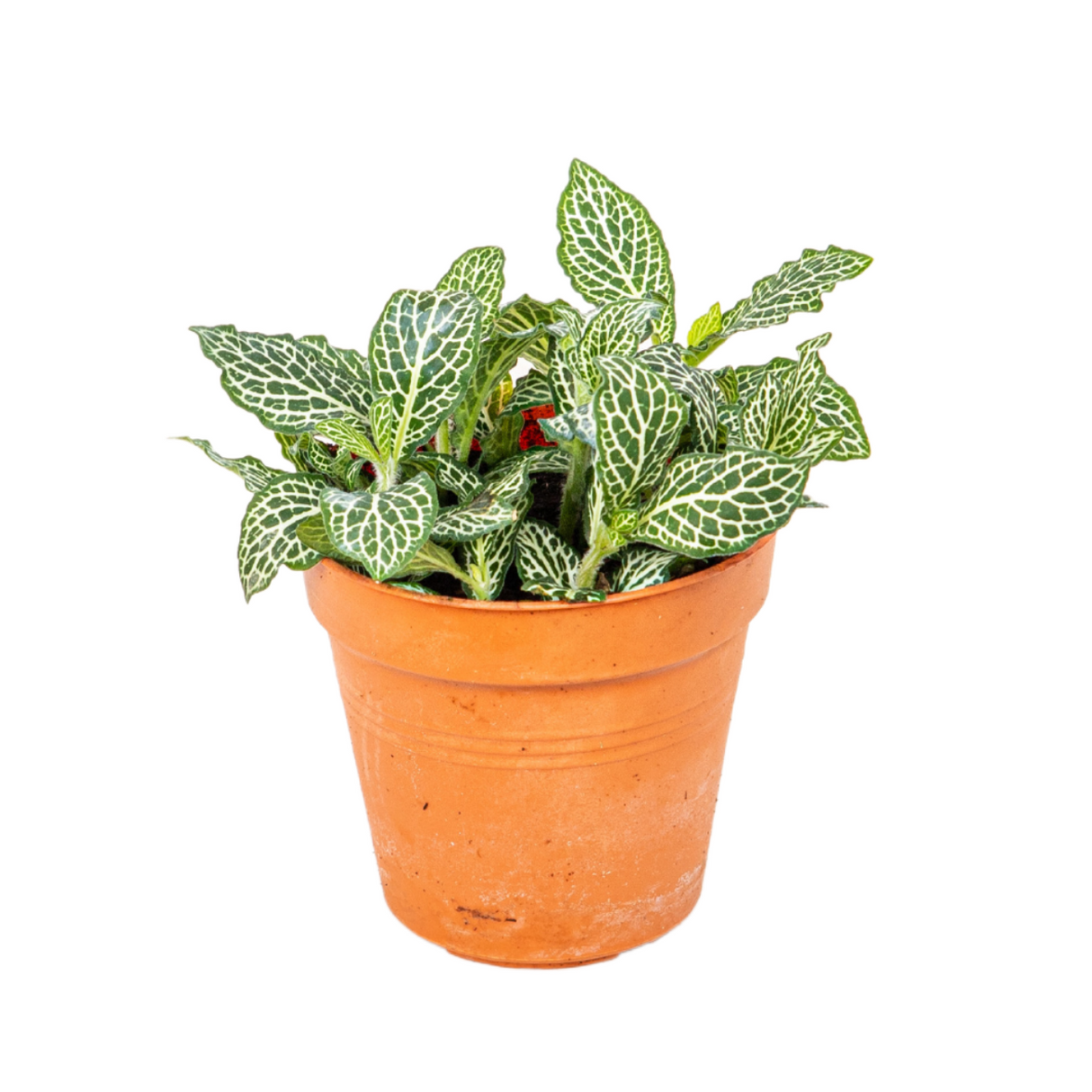 Fittonia
