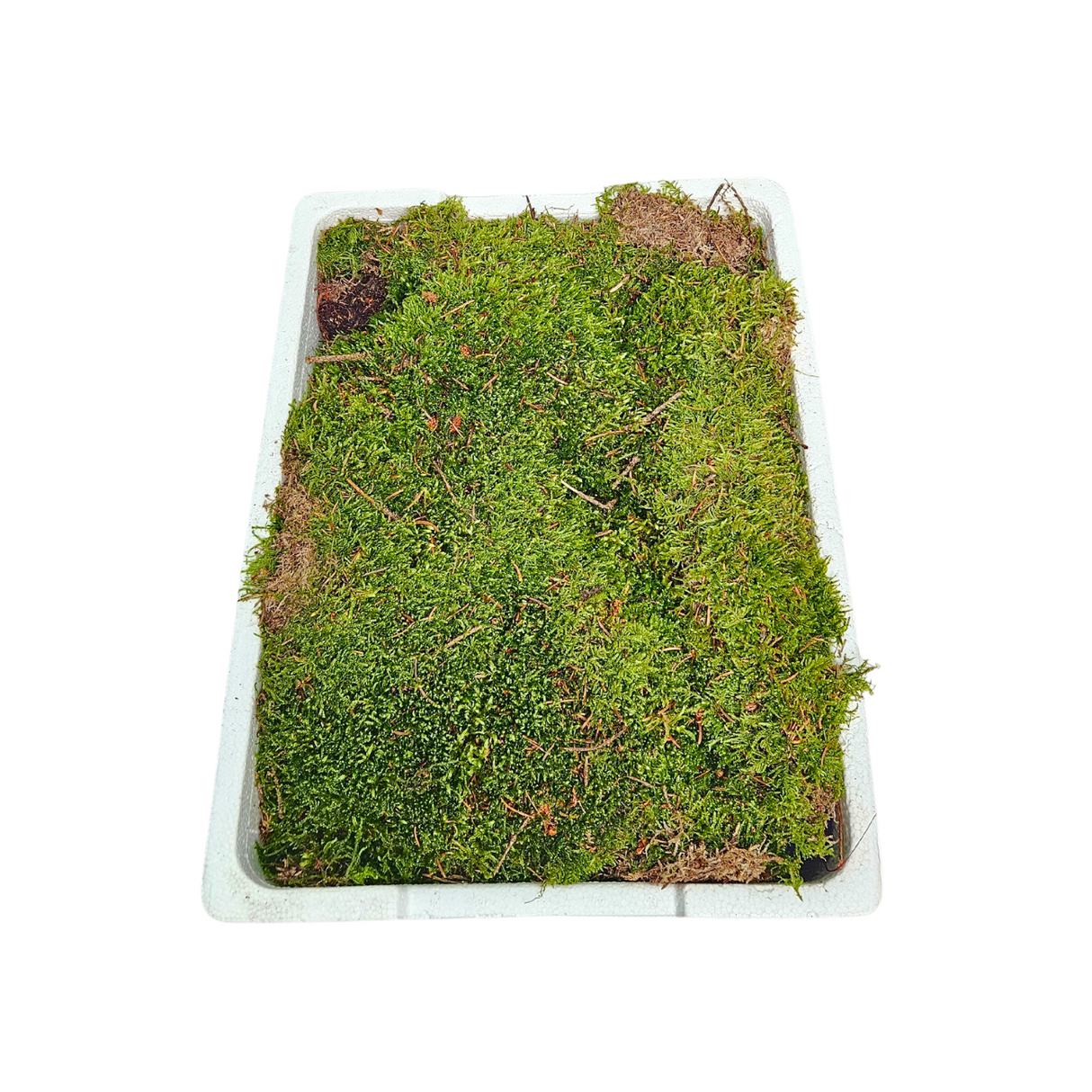 Flat Moss (Holland)
