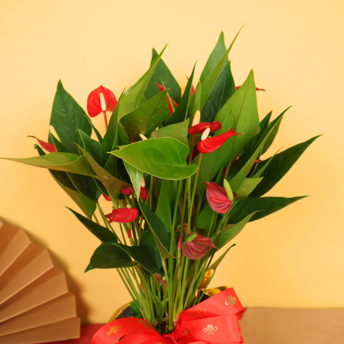 Flora Fortune (Anthurium) - CNY Plant