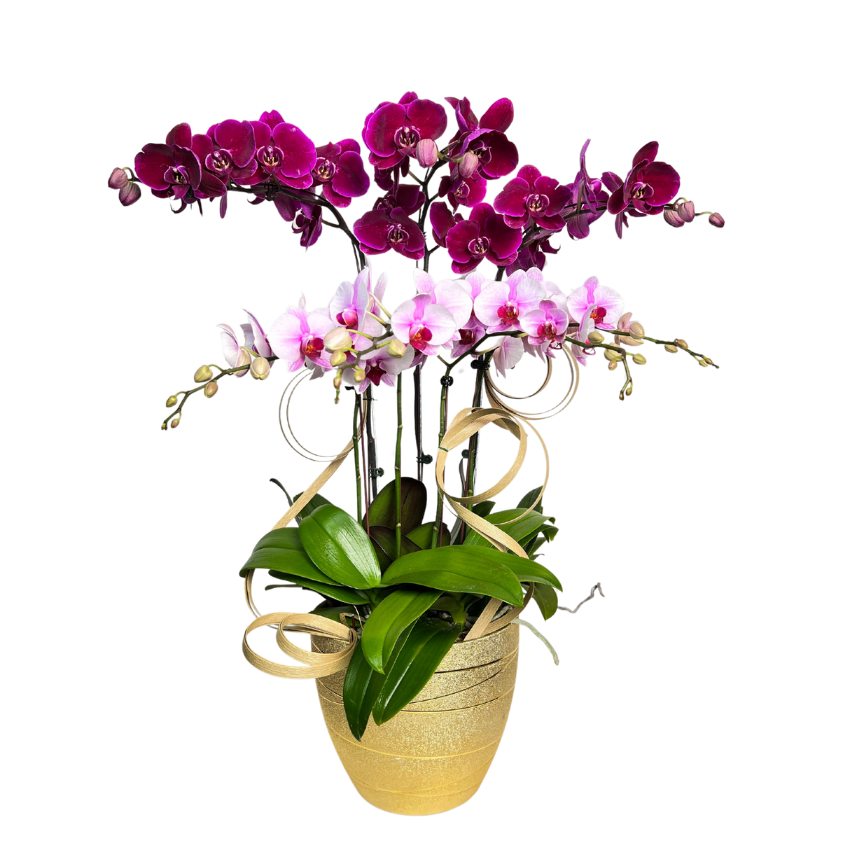 Floral Cascade (3 Single Stem, 2 Double Stem) - Orchid Phalaenopsis