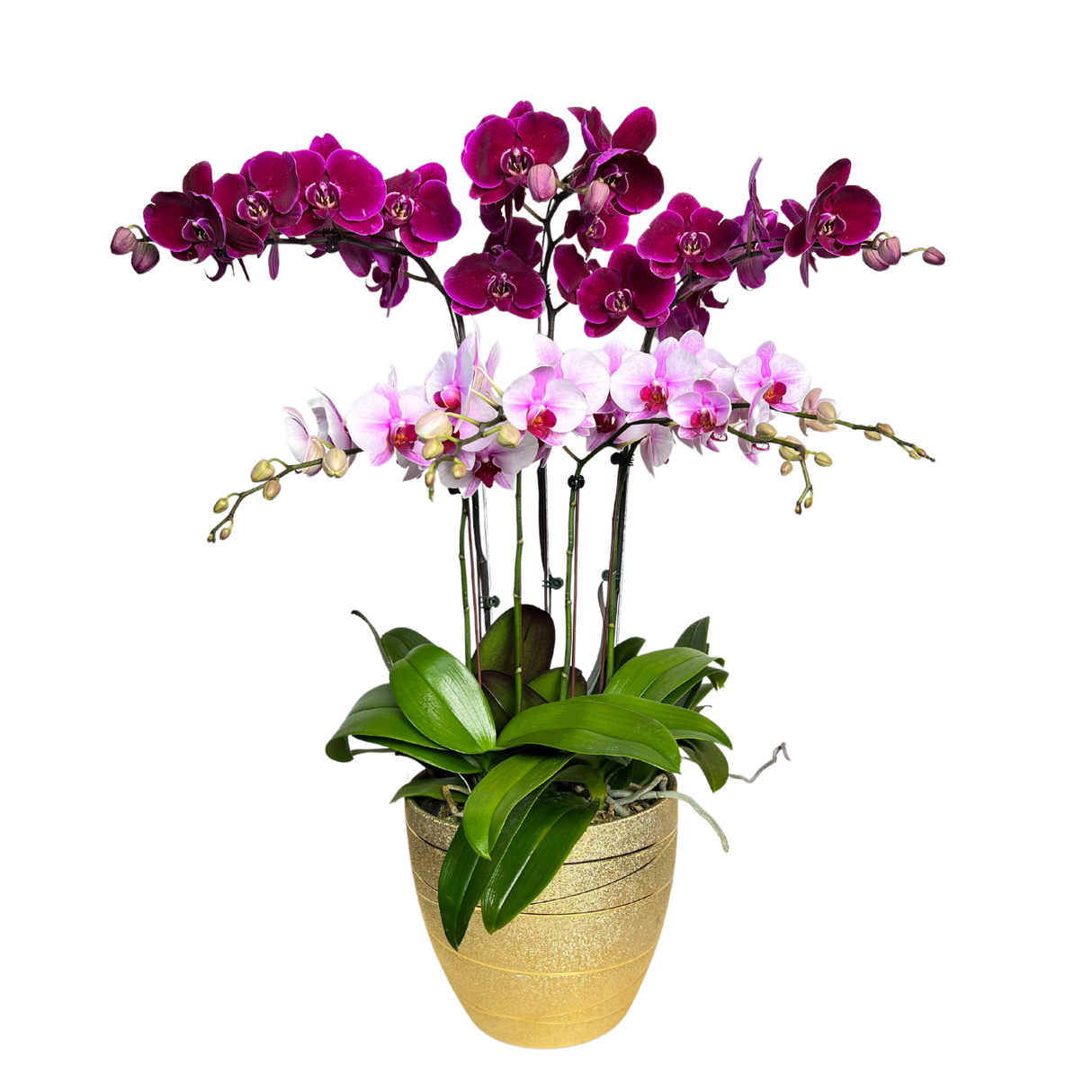 Floral Cascade (3 Single Stem, 2 Double Stem) - Orchid Phalaenopsis