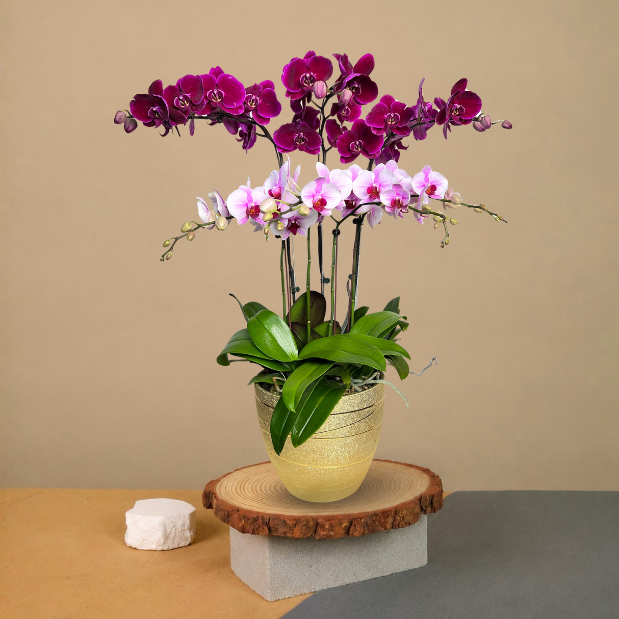 Floral Cascade (3 Single Stem, 2 Double Stem) - Orchid Phalaenopsis