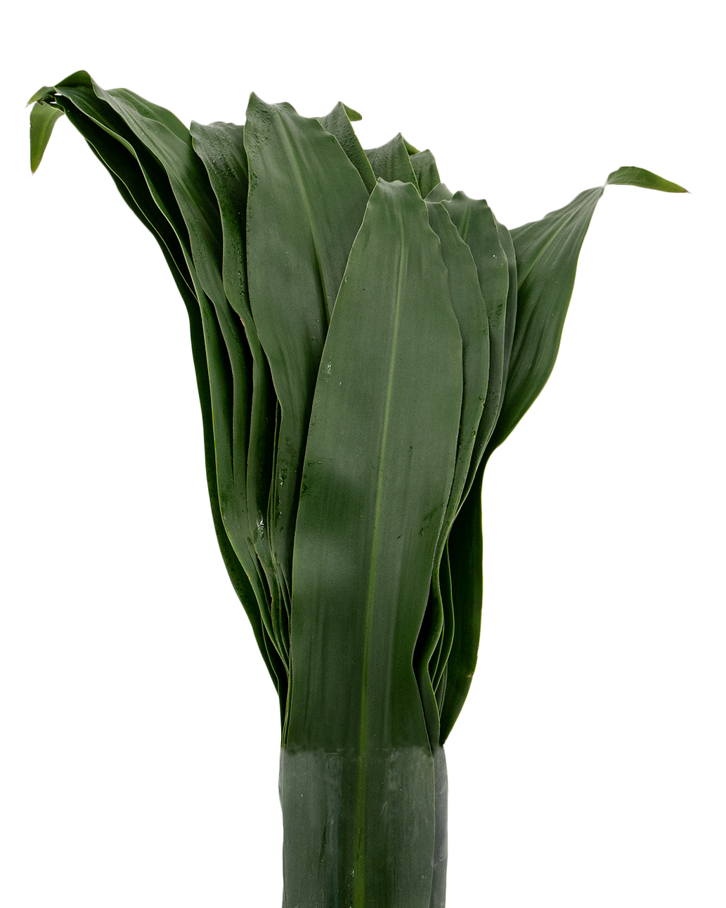 Iron Leaf (Malaysia)