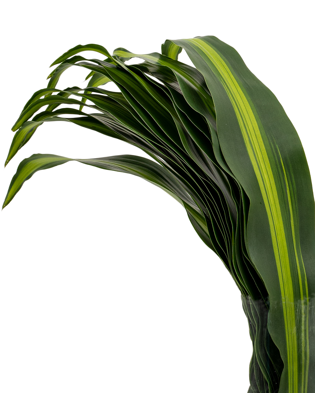 Iron Leaf (Malaysia)