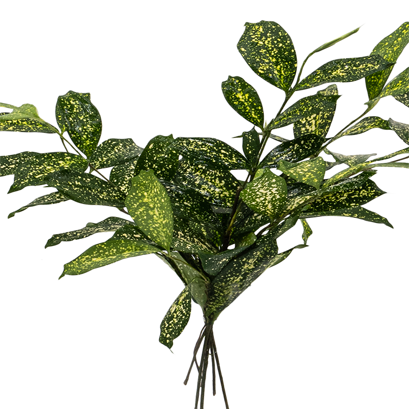 Japanese Bamboo (Malaysia)