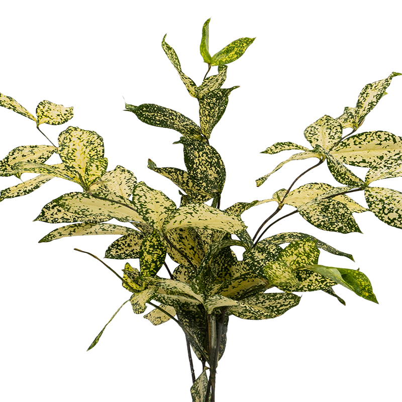 Japanese Bamboo (Malaysia)