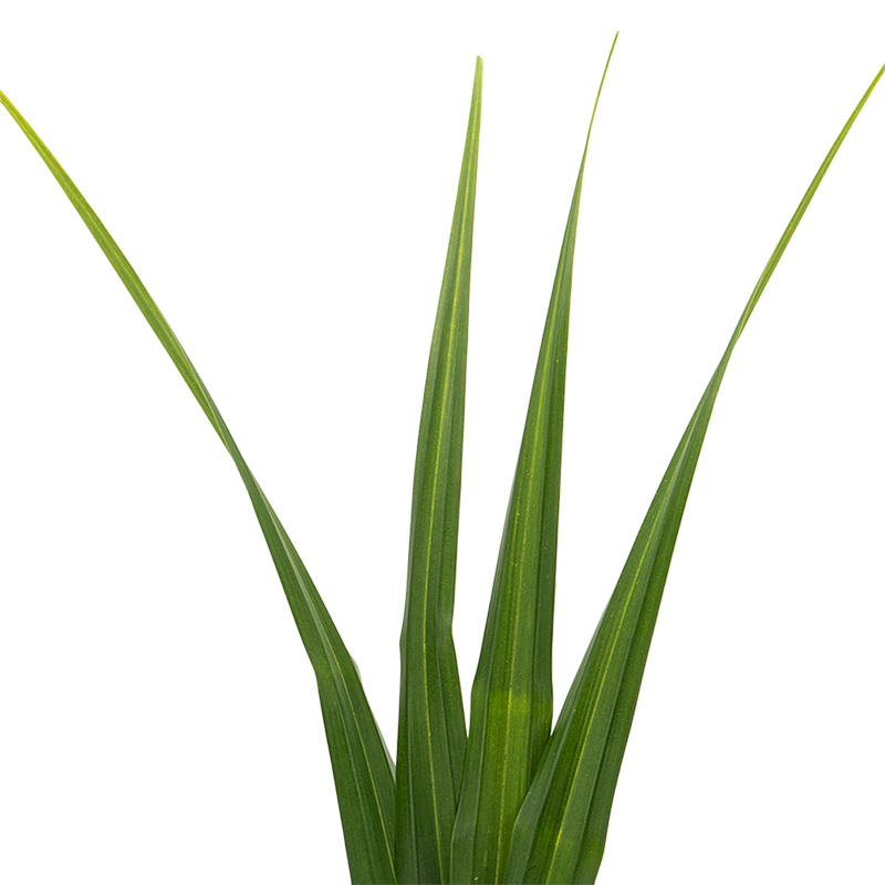 Pandanus Leaf (Malaysia)