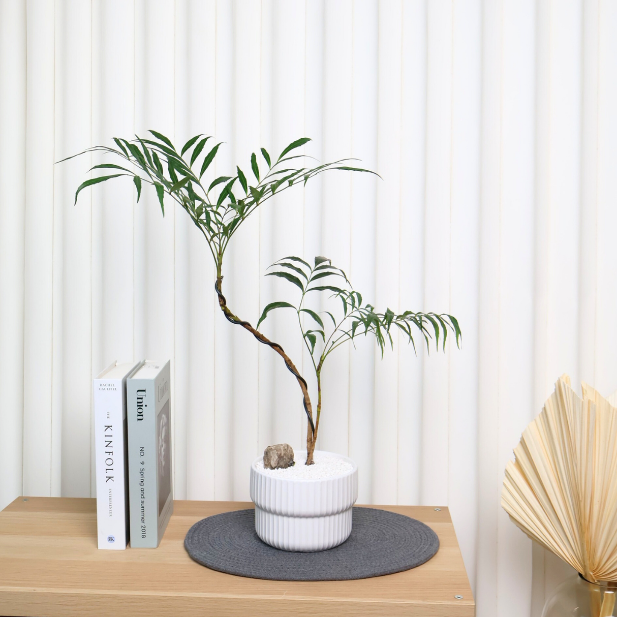 Fortune's Mahonia in Ceramic Pot