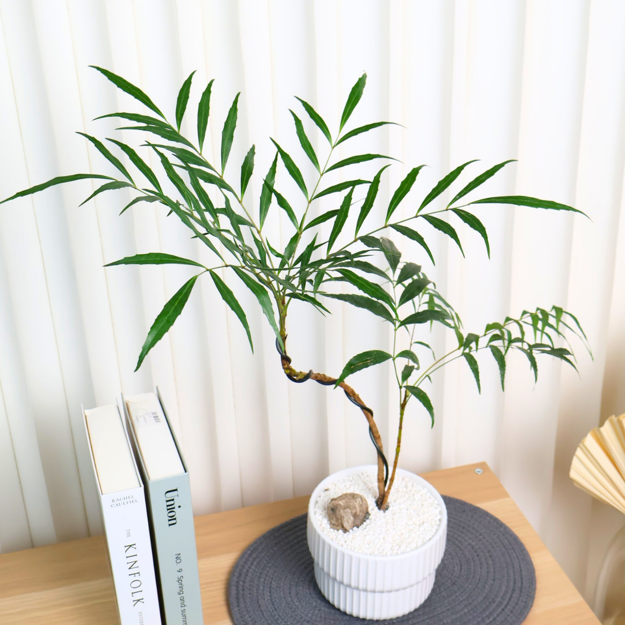 Fortune's Mahonia in Ceramic Pot