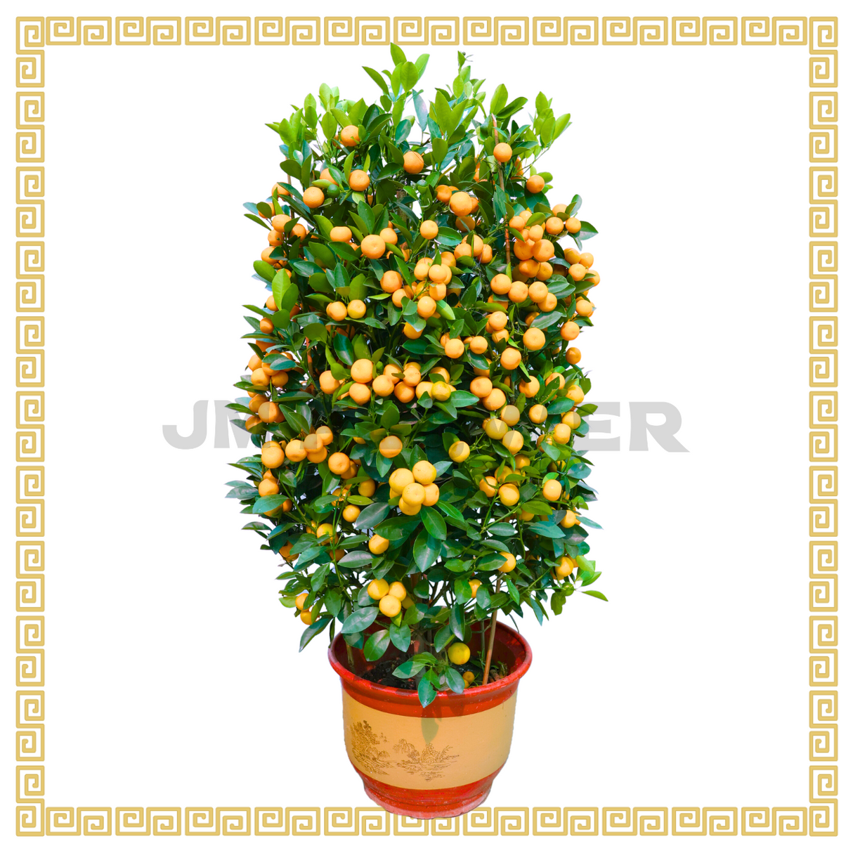 Four Season Lime 四季桔 (12 inch)