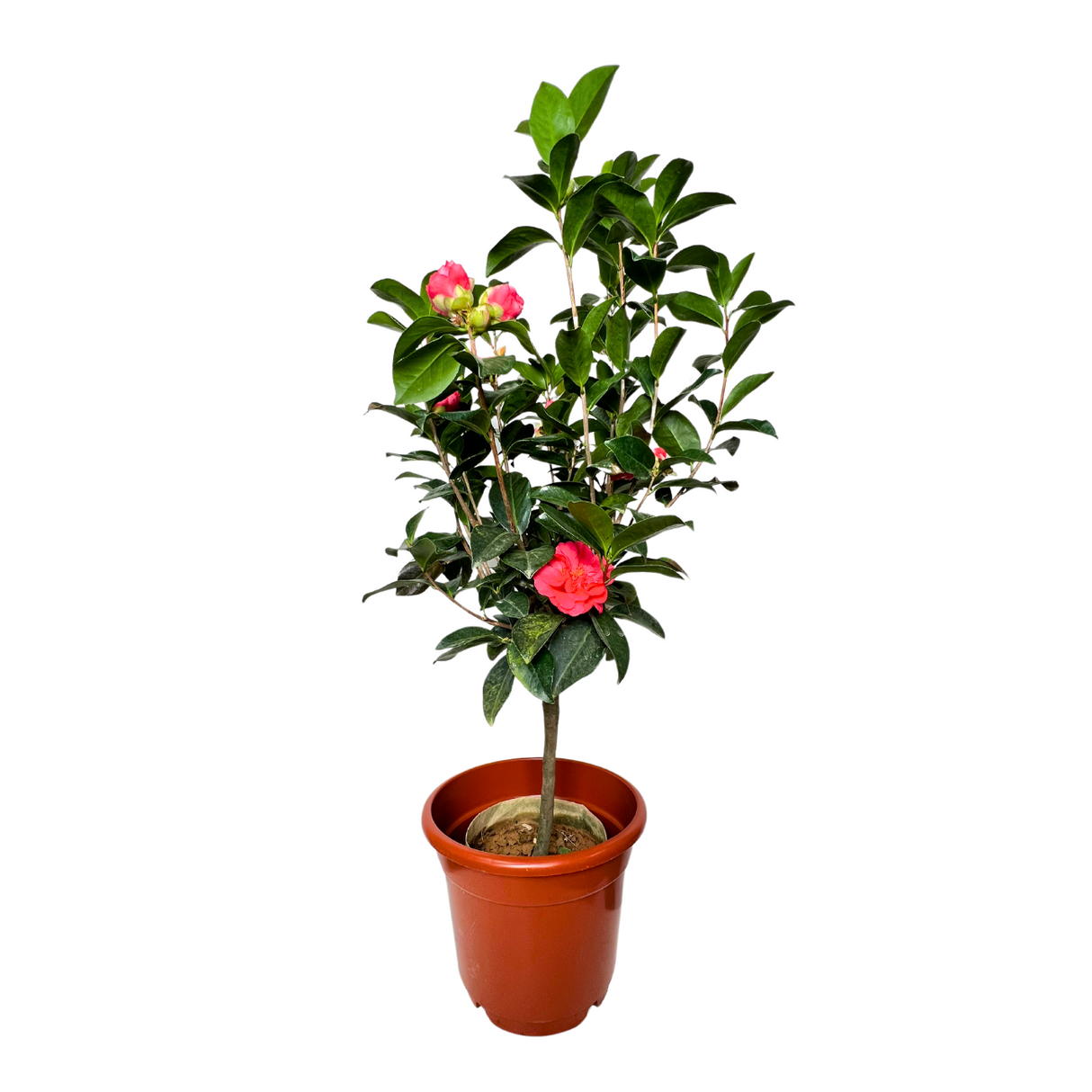 Four Seasons Camellia Plant (四季茶花)