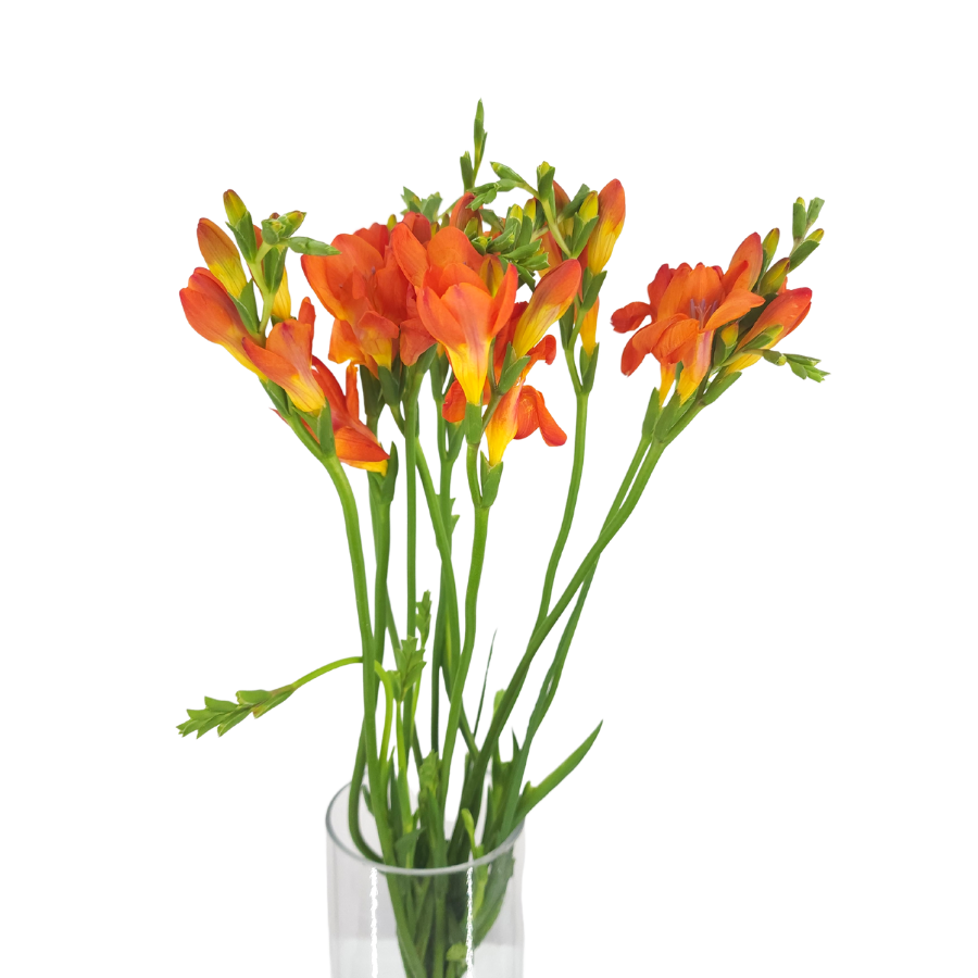 Freesia (Holland)