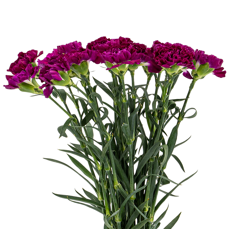 Carnation (China)