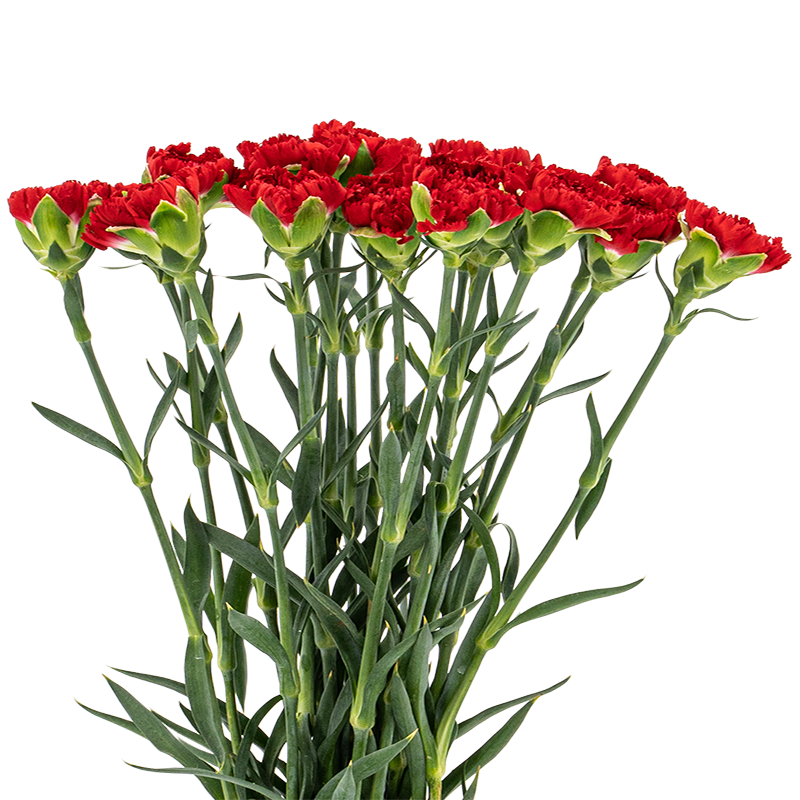 Carnation (China)