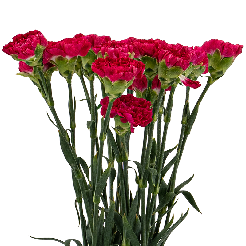 Carnation (China)