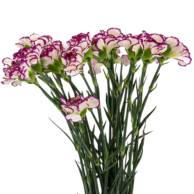 Carnation (Malaysia)