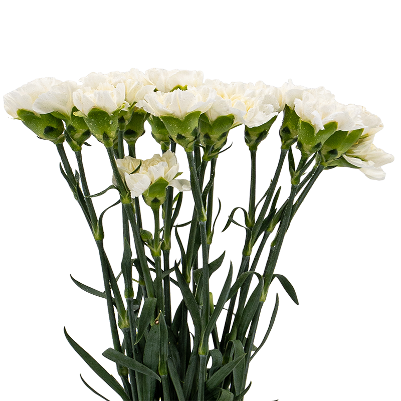 Carnation (China)