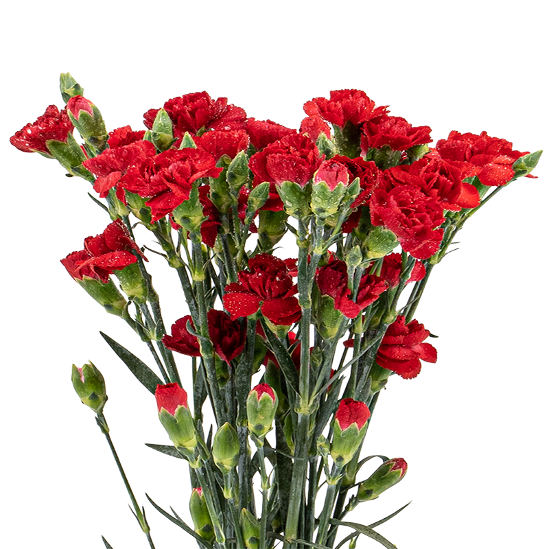 Pink flower bouquet in vase.