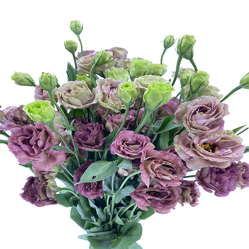 Eustoma Double (China)