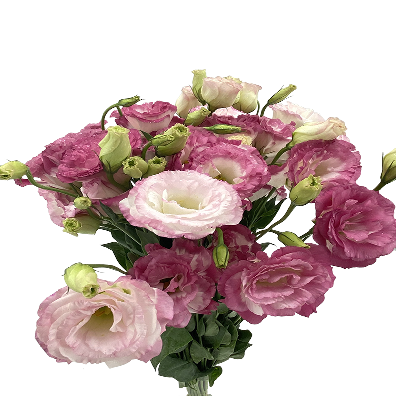 Eustoma Double (China)