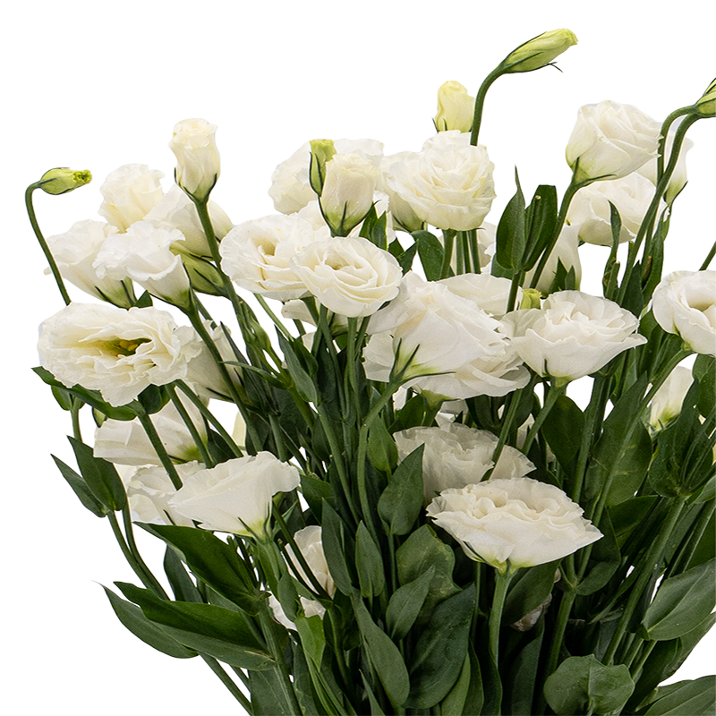 Eustoma Double (China)