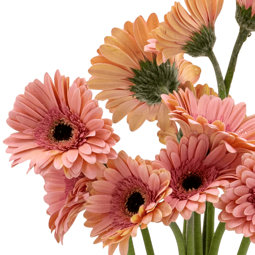 Gerbera (Malaysia)