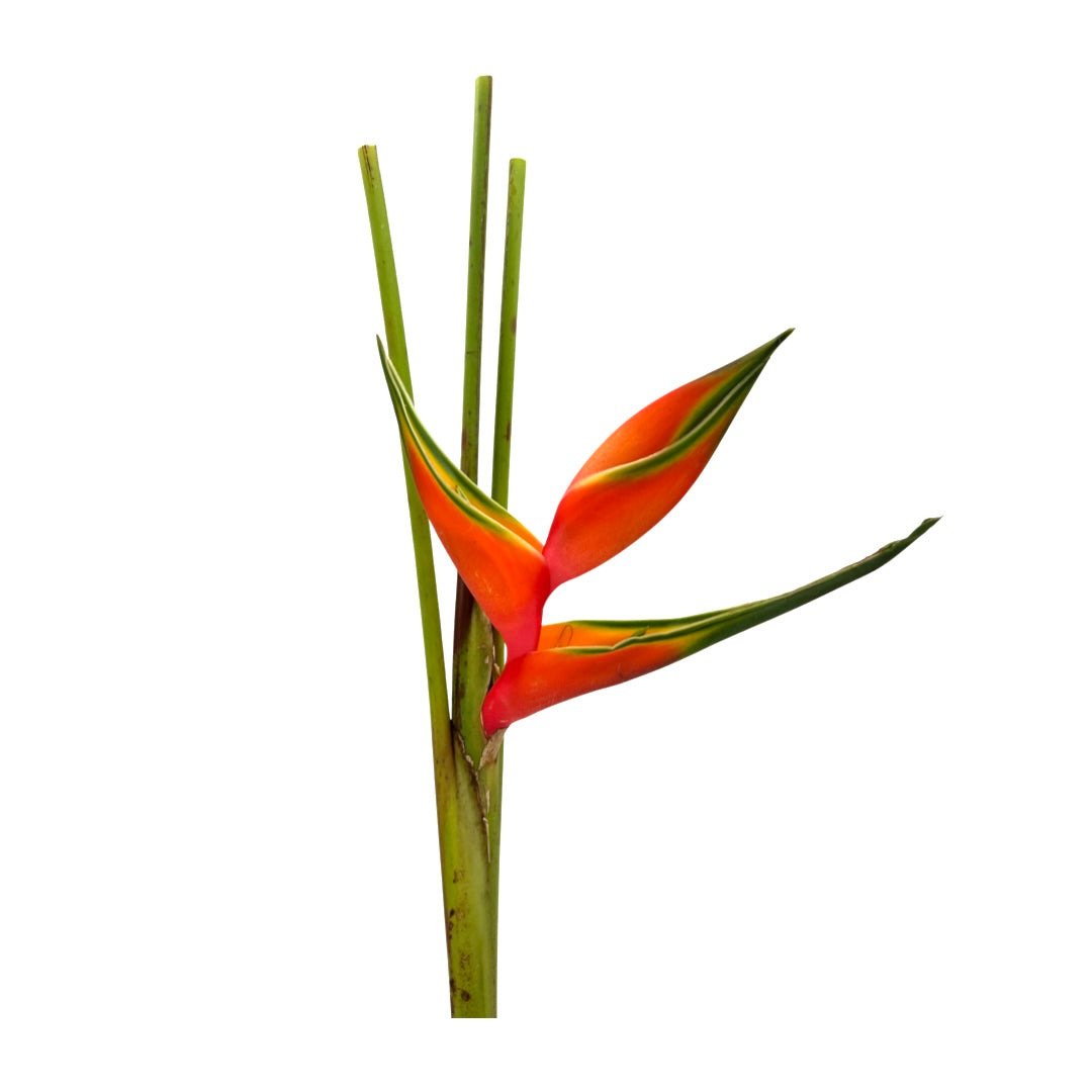 Heliconia Upright (Malaysia)