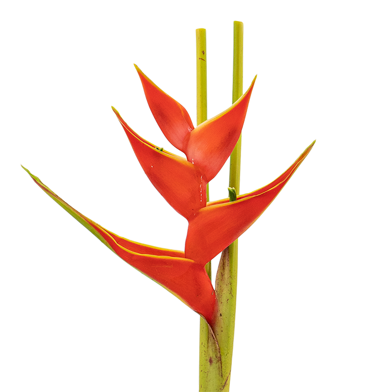 Heliconia Upright (Malaysia)