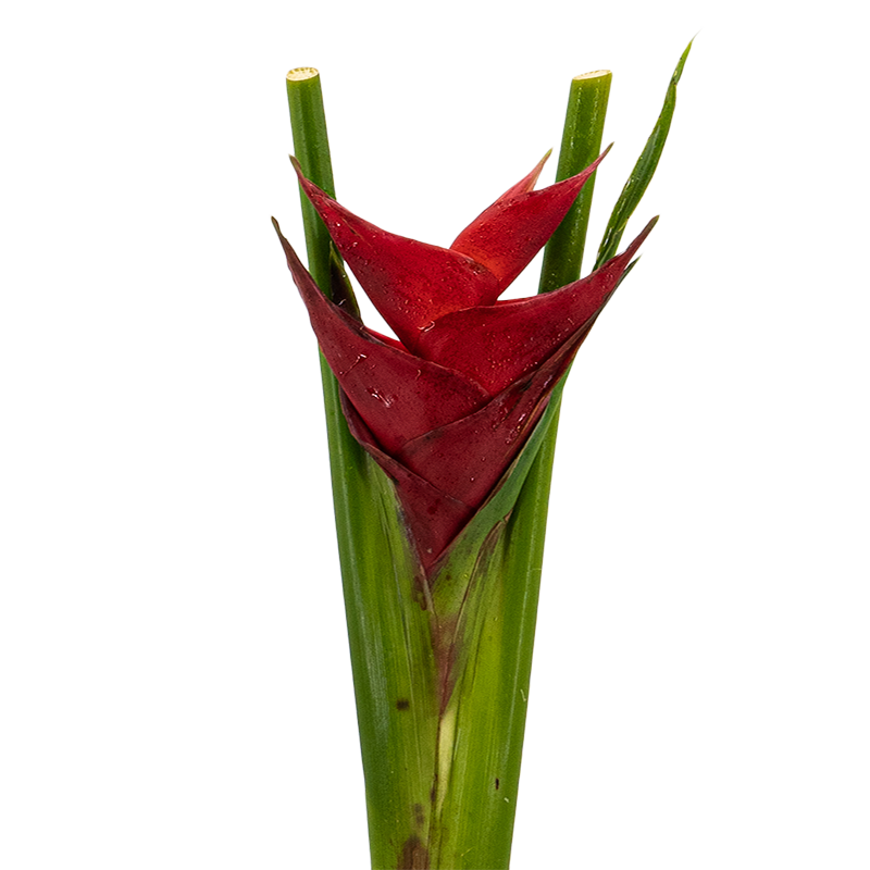 Heliconia Upright (Malaysia)