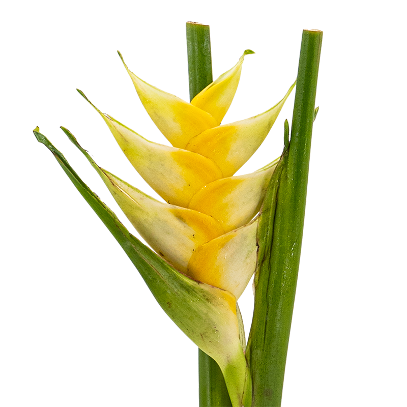 Heliconia Upright (Malaysia)