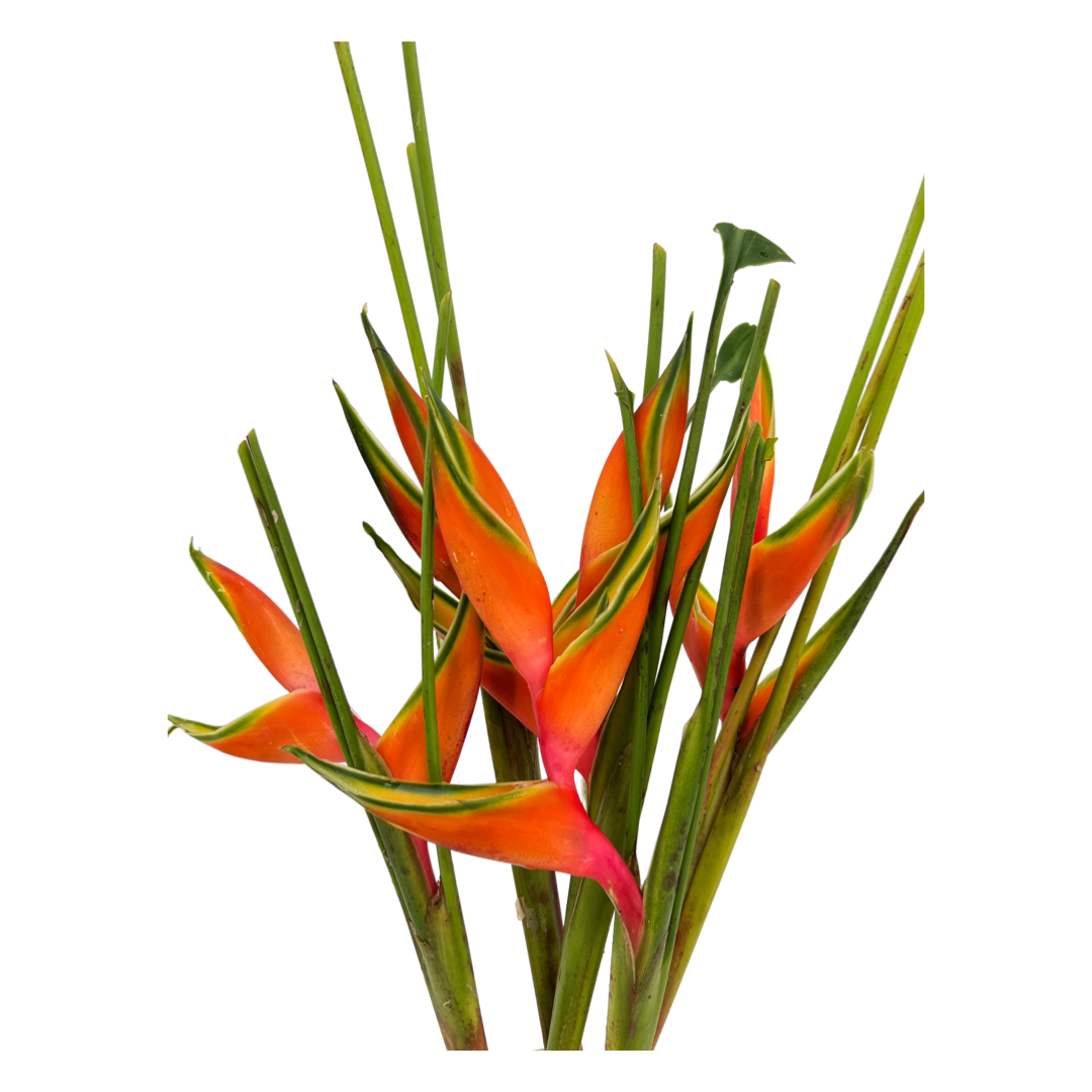 Heliconia Upright Mini (Malaysia)