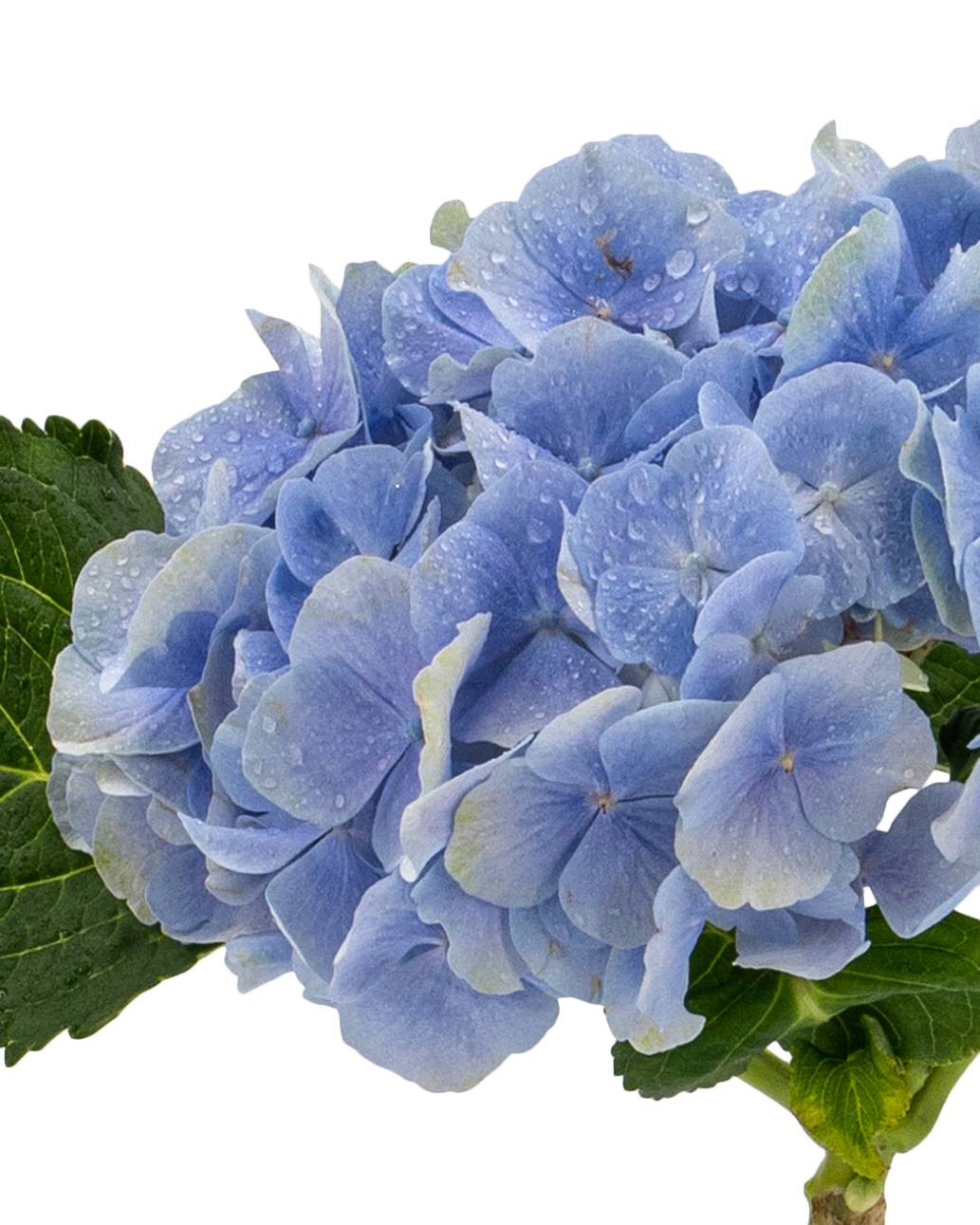 Hydrangea (New Zealand)