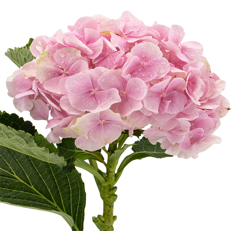 Hydrangea (New Zealand)