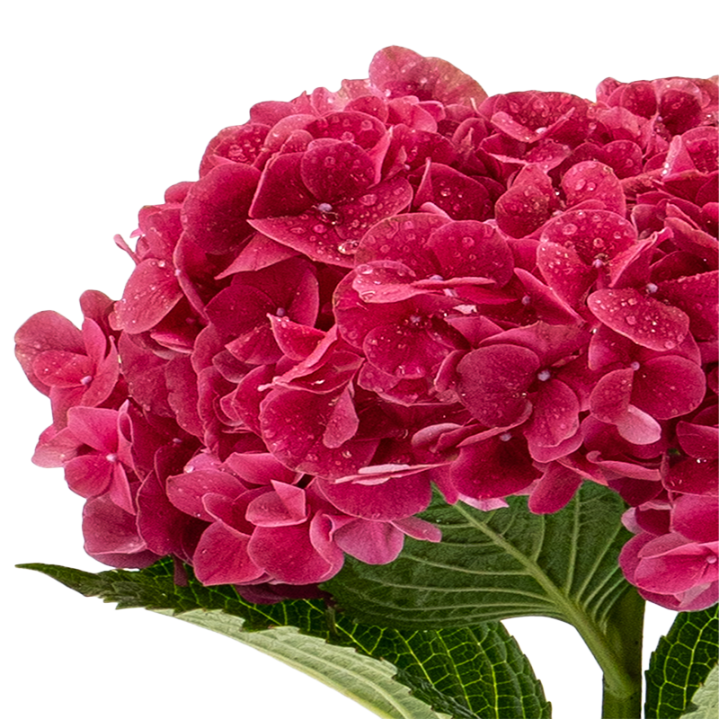 Hydrangea (New Zealand)
