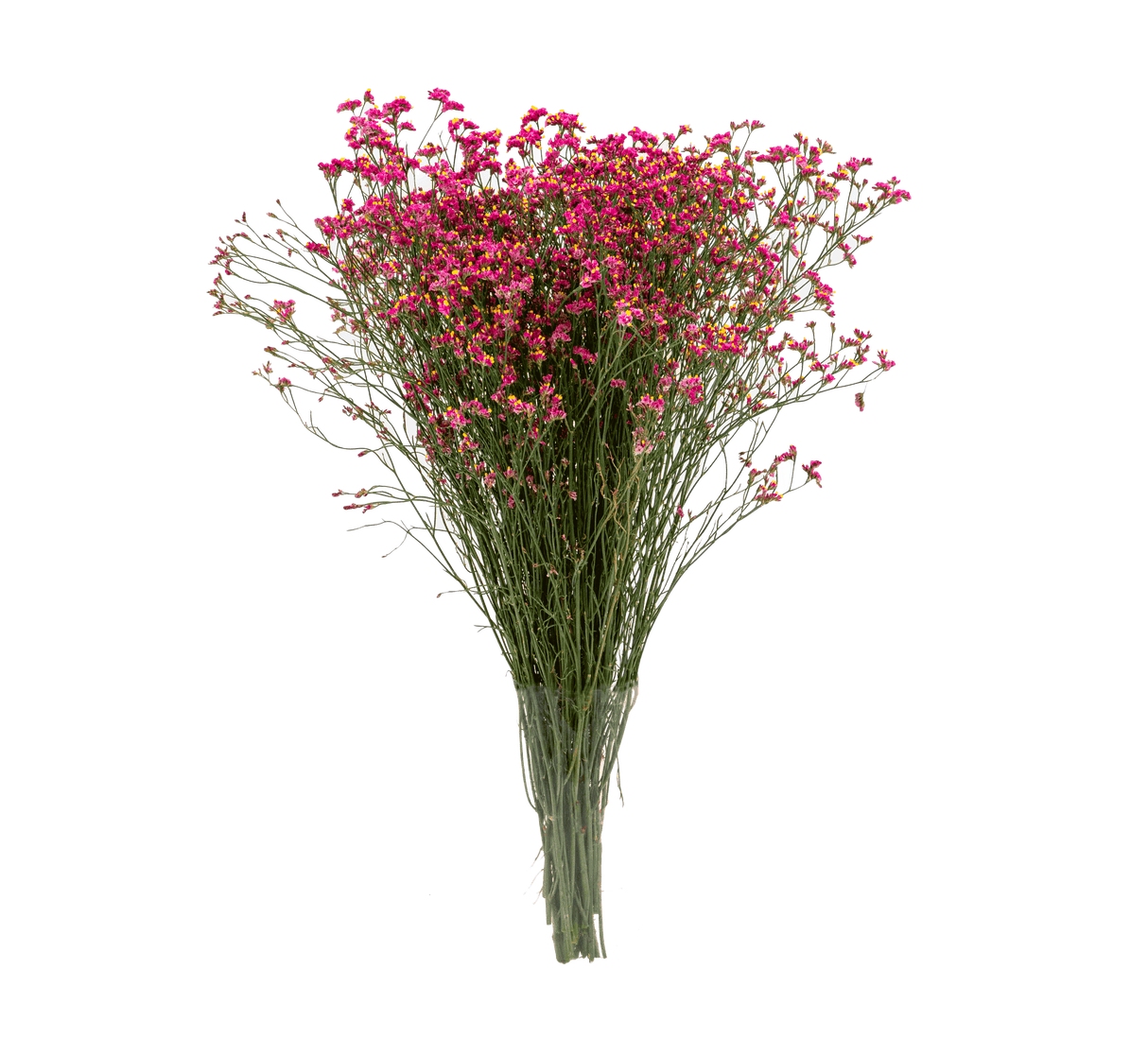 Limonium Misty (China)