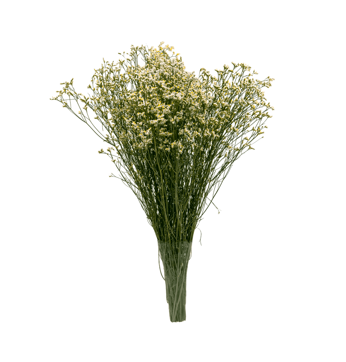 Limonium Misty (China)