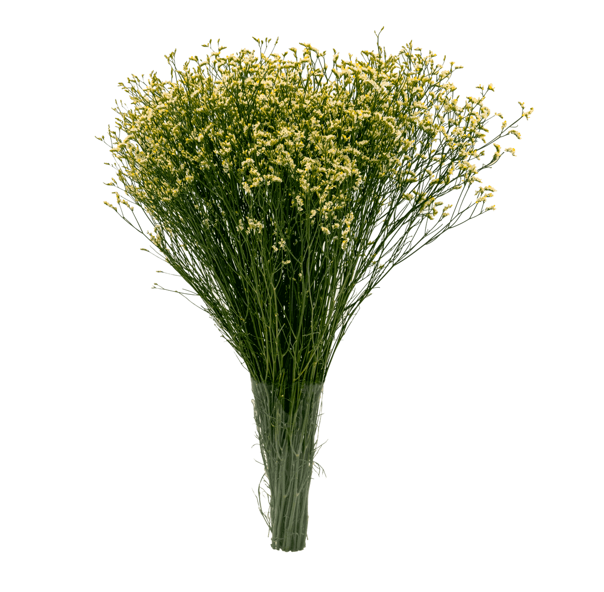 Limonium Misty (China)