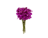 Orchid Mokara XL Size (Local)