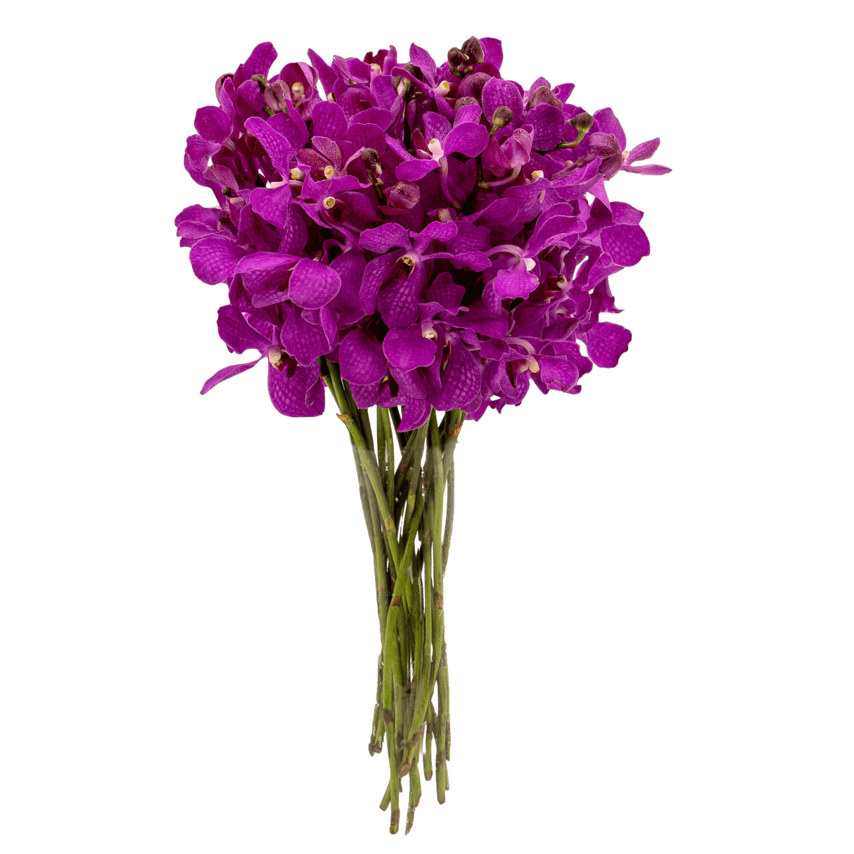 Pink hydrangea flower bouquet arrangement.