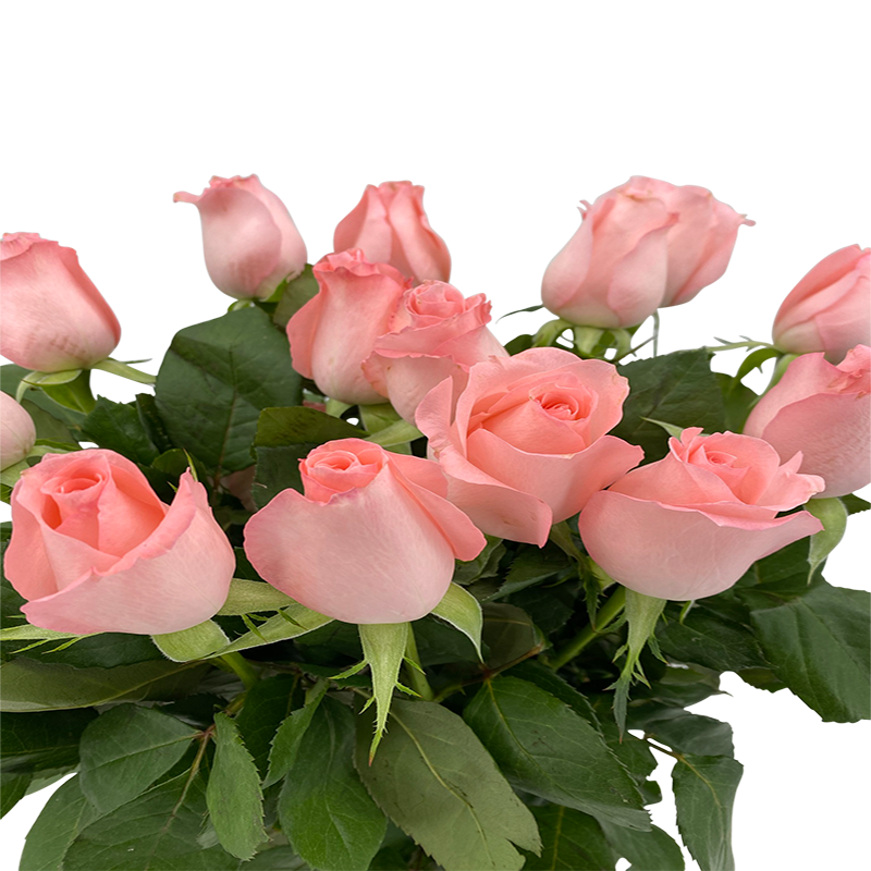 Rose (India) - Other Color