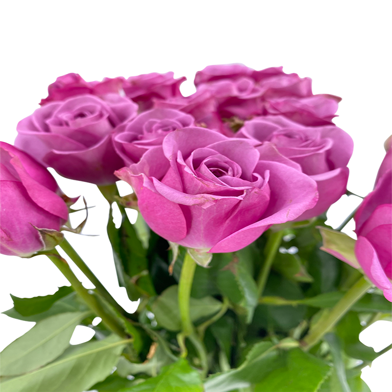 Rose (India) - Other Color